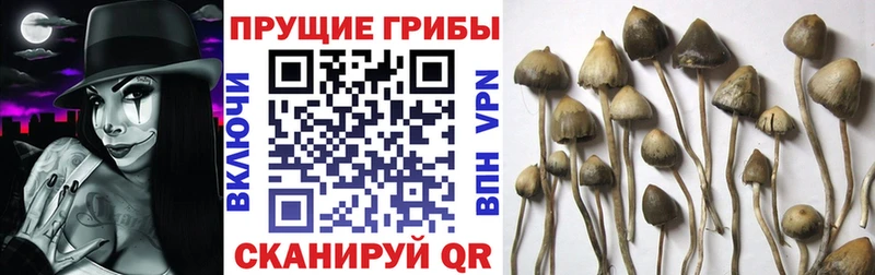 Галлюциногенные грибы ЛСД Купить закладки Осташков
